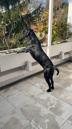 Android application Cane Corso Wallpapers screenshort