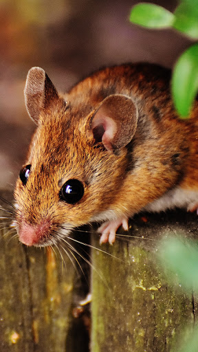 Android application cute mouse wallpaper screenshort