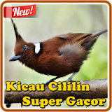 Kicau Cililin Super Gacor icon