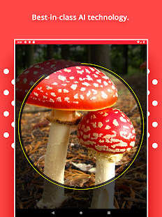 Mushroom Identification Screenshot