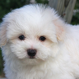Maltese Dogs Wallpapers icon