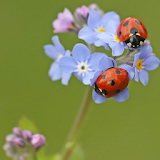 Forget me Jigsaw Puzzles icon