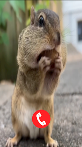 Squirrel Fake Video Call