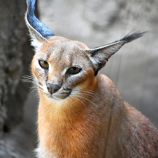 Caracal Wallpapers  Icon