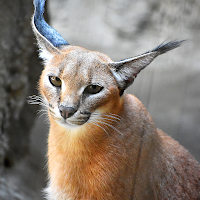 Caracal Wallpapers