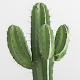 Cactus Wallpaper Download on Windows