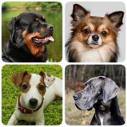 犬の品種 - 犬に関するクイズ！ Mod Apk