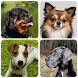 犬の品種 - 犬に関するクイズ！ - Androidアプリ