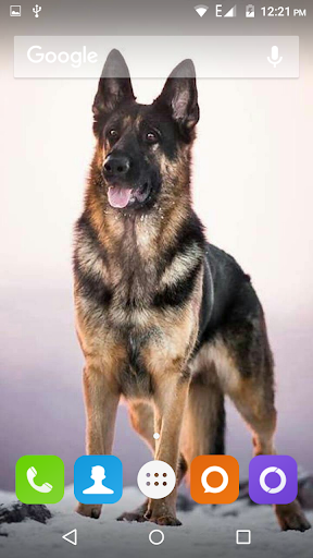 German Shepherd Dog Wallpaper - Apps on Google Play