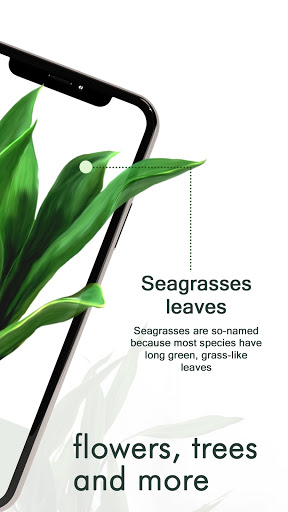 Plant Identification