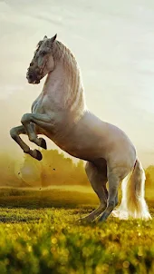 Horses wallpapers 2024