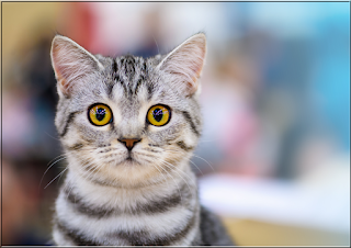 Cats Jigsaw Puzzles Collection - Screenshot 1