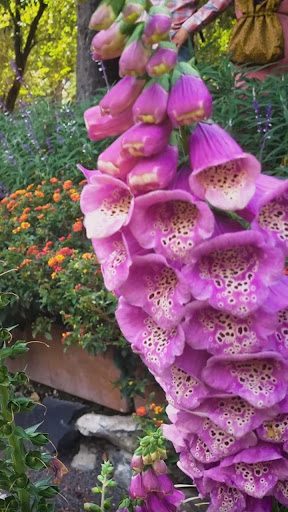 Android application pink colour flower wallpaper screenshort