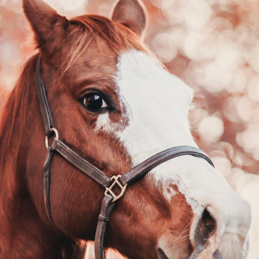 Horse Wallpapers Screen 2