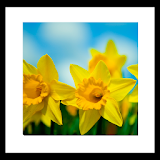 Spring Flower Livewallpaper icon
