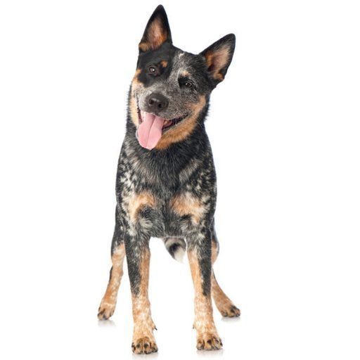 Imágenes de Perros Pastores logo