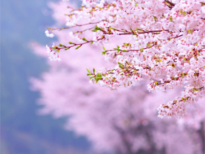 √完了しました！ 桜 画像 壁紙 305811-桜 イラスト 壁�� 画像