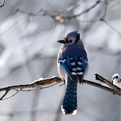 bluejay sounds logo