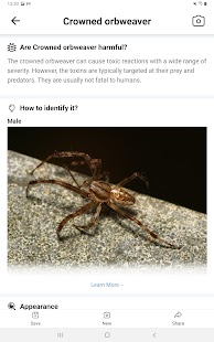 Picture Insect: Bug Identifier Screenshot