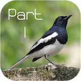 Bird Species Voice Library #1 icon