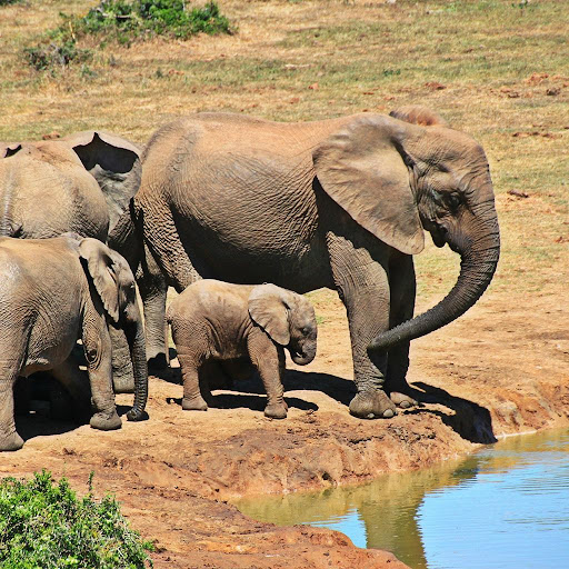 Baby Elephants Puzzle Switch FREE