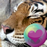 Tiger Series Live Wallpapers icon