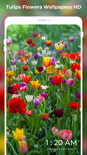 4K Tulips Flowers Wallpapers Screen 3