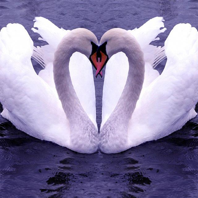 Swans Jigsaw Puzzles - 2.13.00 - (Android)