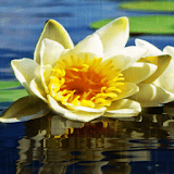 Rainy White Lotus LWP icon