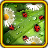 Camomiles n Ladybugs LWP icon
