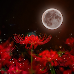 Cover Image of Baixar Red Spider Lily Theme  APK