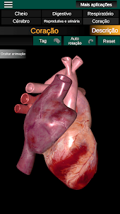 Órgãos Internos em 3D Anatomia