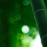 Bamboo Forest LiveWallpaper icon