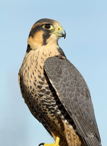 Android application Peregrine Falcon Sounds screenshort