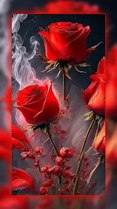 Red Rose Wallpapers : Flowers