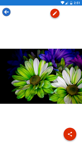 Cherry BlossomGerberaLotusP