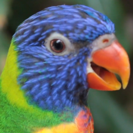 lorikeet wallpaper logo
