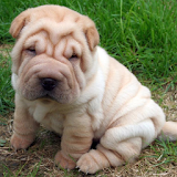 Shar Peis Wallpapers icon