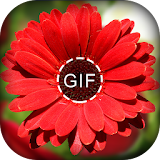 Flower GIF 2018 -  Rose GIF 2018 icon