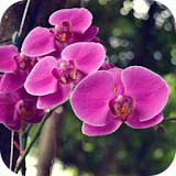 Orchid Flower Wallpapers icon
