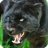 Black Panther Wallpaper icon