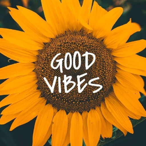 Sunflower Wallpapers logo