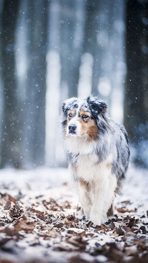 Australian Shepherds Screen 3
