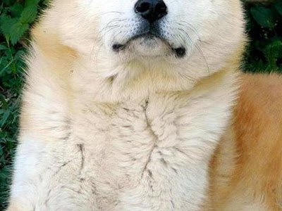 [最新] スマホ 壁紙 犬 620632