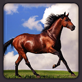 Arabian Horse HD Wallpapers icon
