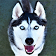 Husky Dog Wallpaper HD Download on Windows