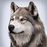 Lost Wolf icon
