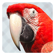 Parrot Live Wallpaper  Icon