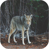 Coyote Sounds icon