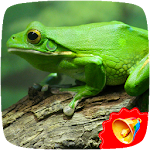Cover Image of Tải xuống Frog Sounds  APK